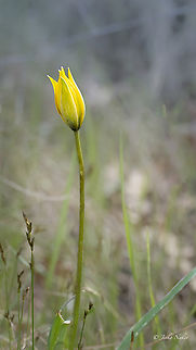 Woodland tulip - Tulipa sylvestris subsp. australis This species is quite rare in some mountainous regions of southeastern Bulgaria. Unfortunately this year spring came with some delay and we found only a few specimens in the initial stage of flowering, this one being the most developed. Difficult to photograph, with tall unbranched stem among grasses and shrubs. I had to help myself with Photoshop to make the background less messy.  Bulgaria,Europe,Flowering Plant,Geotagged,Liliaceae,Liliales,Magnoliophyta,Monocot,Plantae,Sakar mountain,Spring,Tulipa sylvestris,Tulipa sylvestris subsp. australis,Wild Tulip,Wildlife,Woodland tulip
