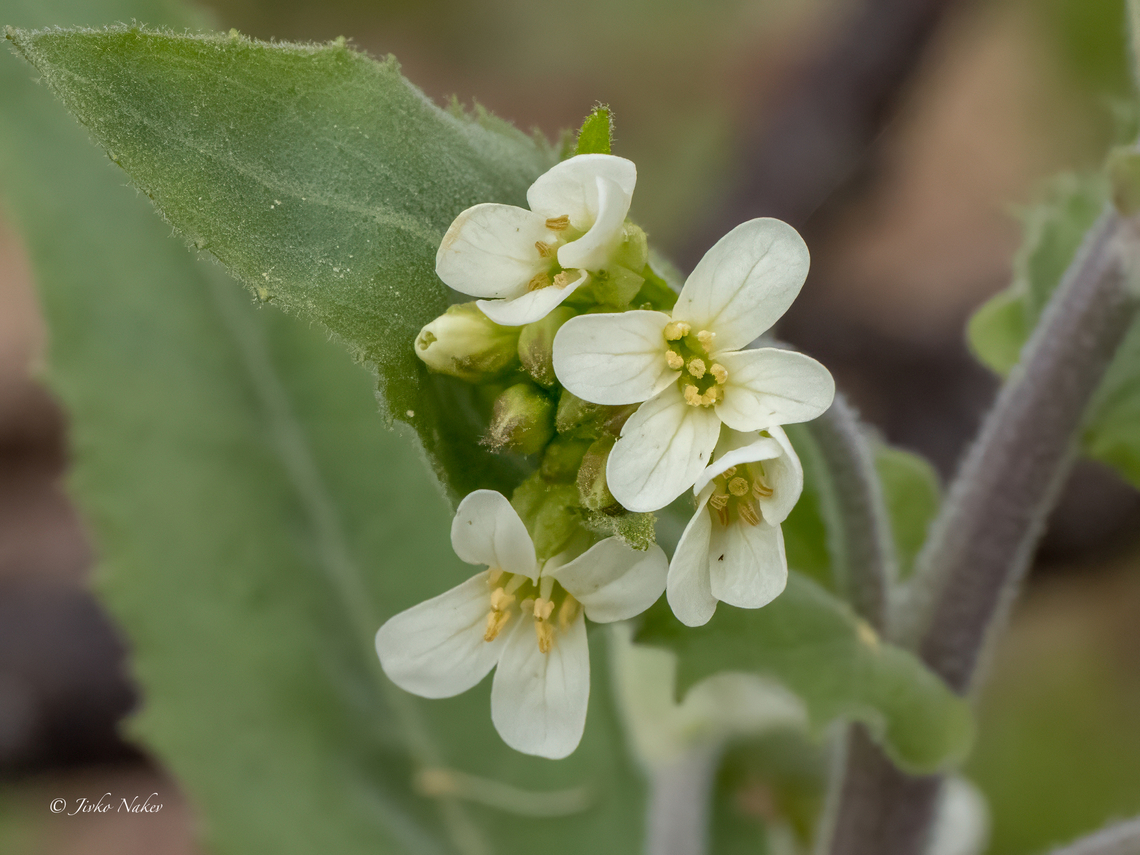 Tower cress - Pseudoturritis turrita (Arabis turrita) <figure class="photo"><a href="https://www.jungledragon.com/image/156403/tower_cress_-_pseudoturritis_turrita_arabis_turrita.html" title="Tower cress - Pseudoturritis turrita (Arabis turrita)"><img src="https://s3.amazonaws.com/media.jungledragon.com/images/1332/156403_thumb.jpg?AWSAccessKeyId=05GMT0V3GWVNE7GGM1R2&Expires=1759968010&Signature=M4YQ%2ByPqU3OCfCilKm7QV16MwVk%3D" width="108" height="152" alt="Tower cress - Pseudoturritis turrita (Arabis turrita) https://www.jungledragon.com/image/156402/tower_cress_-_pseudoturritis_turrita_arabis_turrita.html Arabis turrita,Brassicaceae,Brassicales,Bulgaria,Eudicot,Flowering Plant,Geotagged,Magnoliophyta,Plantae,Pseudoturritis,Pseudoturritis turrita,Spring,Tower cress,Wildlife" /></a></figure> Arabis turrita,Brassicaceae,Brassicales,Bulgaria,Eudicot,Flowering Plant,Geotagged,Magnoliophyta,Plantae,Pseudoturritis,Pseudoturritis turrita,Spring,Tower cress,Wildlife