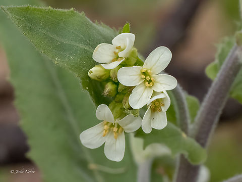 Tower cress - Pseudoturritis turrita (Arabis turrita) https://www.jungledragon.com/image/156403/tower_cress_-_pseudoturritis_turrita_arabis_turrita.html Arabis turrita,Brassicaceae,Brassicales,Bulgaria,Eudicot,Flowering Plant,Geotagged,Magnoliophyta,Plantae,Pseudoturritis,Pseudoturritis turrita,Spring,Tower cress,Wildlife