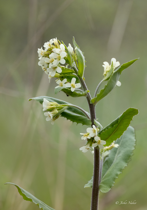 Tower cress - Pseudoturritis turrita (Arabis turrita) <figure class="photo"><a href="https://www.jungledragon.com/image/156402/tower_cress_-_pseudoturritis_turrita_arabis_turrita.html" title="Tower cress - Pseudoturritis turrita (Arabis turrita)"><img src="https://s3.amazonaws.com/media.jungledragon.com/images/1332/156402_thumb.jpg?AWSAccessKeyId=05GMT0V3GWVNE7GGM1R2&Expires=1759968010&Signature=IoQ68QNkqMEIJsTJRMfIq2tPRS4%3D" width="200" height="150" alt="Tower cress - Pseudoturritis turrita (Arabis turrita) https://www.jungledragon.com/image/156403/tower_cress_-_pseudoturritis_turrita_arabis_turrita.html Arabis turrita,Brassicaceae,Brassicales,Bulgaria,Eudicot,Flowering Plant,Geotagged,Magnoliophyta,Plantae,Pseudoturritis,Pseudoturritis turrita,Spring,Tower cress,Wildlife" /></a></figure> Arabis turrita,Brassicaceae,Brassicales,Bulgaria,Eudicot,Flowering Plant,Geotagged,Magnoliophyta,Plantae,Pseudoturritis,Pseudoturritis turrita,Spring,Tower cress,Wildlife