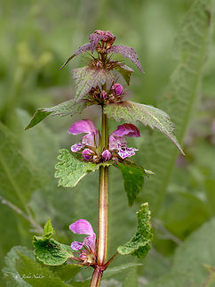 Dead nettle - Lamium garganicum  Bulgaria,Eudicot,Flowering Plant,Geotagged,Lamiaceae,Lamiales,Lamium garganicum,Magnoliophyta,Plantae,Spring,Wildlife