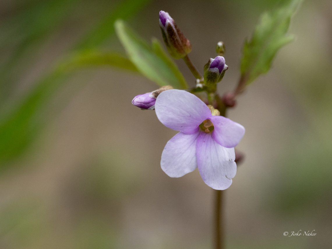 Coralroot bittercress - Cardamine bulbifera <figure class="photo"><a href="https://www.jungledragon.com/image/156407/coralroot_bittercress_-_cardamine_bulbifera.html" title="Coralroot bittercress - Cardamine bulbifera"><img src="https://s3.amazonaws.com/media.jungledragon.com/images/1332/156407_thumb.jpg?AWSAccessKeyId=05GMT0V3GWVNE7GGM1R2&Expires=1767225610&Signature=qMfGJYT%2BzTV%2F6rQfnskVqyzM7ww%3D" width="116" height="152" alt="Coralroot bittercress - Cardamine bulbifera https://www.jungledragon.com/image/156406/coralroot_bittercress_-_cardamine_bulbifera.html Brassicaceae,Brassicales,Bulgaria,Cardamine bulbifera,Coralroot Bittercress,Coralroot bittercress,Eudicot,Flowering Plant,Geotagged,Magnoliophyta,Plantae,Sakar mountain,Spring,Wildlife" /></a></figure> Brassicaceae,Brassicales,Bulgaria,Cardamine bulbifera,Coralroot Bittercress,Coralroot bittercress,Eudicot,Flowering Plant,Geotagged,Magnoliophyta,Plantae,Sakar mountain,Spring,Wildlife