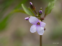 Coralroot bittercress - Cardamine bulbifera https://www.jungledragon.com/image/156407/coralroot_bittercress_-_cardamine_bulbifera.html Brassicaceae,Brassicales,Bulgaria,Cardamine bulbifera,Coralroot Bittercress,Coralroot bittercress,Eudicot,Flowering Plant,Geotagged,Magnoliophyta,Plantae,Sakar mountain,Spring,Wildlife