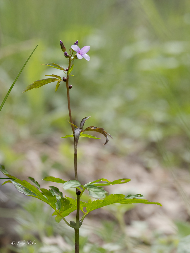 Coralroot bittercress - Cardamine bulbifera <figure class="photo"><a href="https://www.jungledragon.com/image/156406/coralroot_bittercress_-_cardamine_bulbifera.html" title="Coralroot bittercress - Cardamine bulbifera"><img src="https://s3.amazonaws.com/media.jungledragon.com/images/1332/156406_thumb.jpg?AWSAccessKeyId=05GMT0V3GWVNE7GGM1R2&Expires=1767225610&Signature=b1X8ehRhWcDM9yBafurNrzhWRFM%3D" width="200" height="150" alt="Coralroot bittercress - Cardamine bulbifera https://www.jungledragon.com/image/156407/coralroot_bittercress_-_cardamine_bulbifera.html Brassicaceae,Brassicales,Bulgaria,Cardamine bulbifera,Coralroot Bittercress,Coralroot bittercress,Eudicot,Flowering Plant,Geotagged,Magnoliophyta,Plantae,Sakar mountain,Spring,Wildlife" /></a></figure> Brassicaceae,Brassicales,Bulgaria,Cardamine bulbifera,Coralroot Bittercress,Coralroot bittercress,Eudicot,Flowering Plant,Geotagged,Magnoliophyta,Plantae,Sakar mountain,Spring,Wildlife