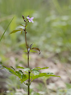 Coralroot bittercress - Cardamine bulbifera https://www.jungledragon.com/image/156406/coralroot_bittercress_-_cardamine_bulbifera.html Brassicaceae,Brassicales,Bulgaria,Cardamine bulbifera,Coralroot Bittercress,Coralroot bittercress,Eudicot,Flowering Plant,Geotagged,Magnoliophyta,Plantae,Sakar mountain,Spring,Wildlife