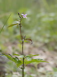 Coralroot bittercress - Cardamine bulbifera https://www.jungledragon.com/image/156406/coralroot_bittercress_-_cardamine_bulbifera.html Brassicaceae,Brassicales,Bulgaria,Cardamine bulbifera,Coralroot Bittercress,Coralroot bittercress,Eudicot,Flowering Plant,Geotagged,Magnoliophyta,Plantae,Sakar mountain,Spring,Wildlife
