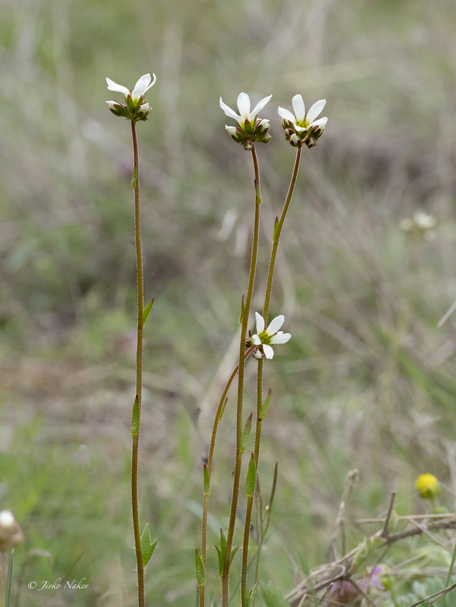 Saxifraga carpetana subsp. Graeca  Bulgaria,Eudicot,Flowering Plant,Geotagged,Magnoliophyta,Plantae,Sakar mountain,Saxifraga carpetana subsp. Graeca,Saxifraga carpetana subsp. graeca,Saxifragaceae,Saxifragales,Spring,Wildlife