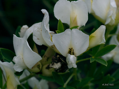 White Spanish broom - Chamaecytisus albus https://www.jungledragon.com/image/156411/white_spanish_broom_-_chamaecytisus_albus.html Bulgaria,Chamaecytisus albus,Eudicot,Fabaceae,Fabales,Flowering Plant,Geotagged,Magnoliophyta,Plantae,Spring,White Spanish broom,Wildlife