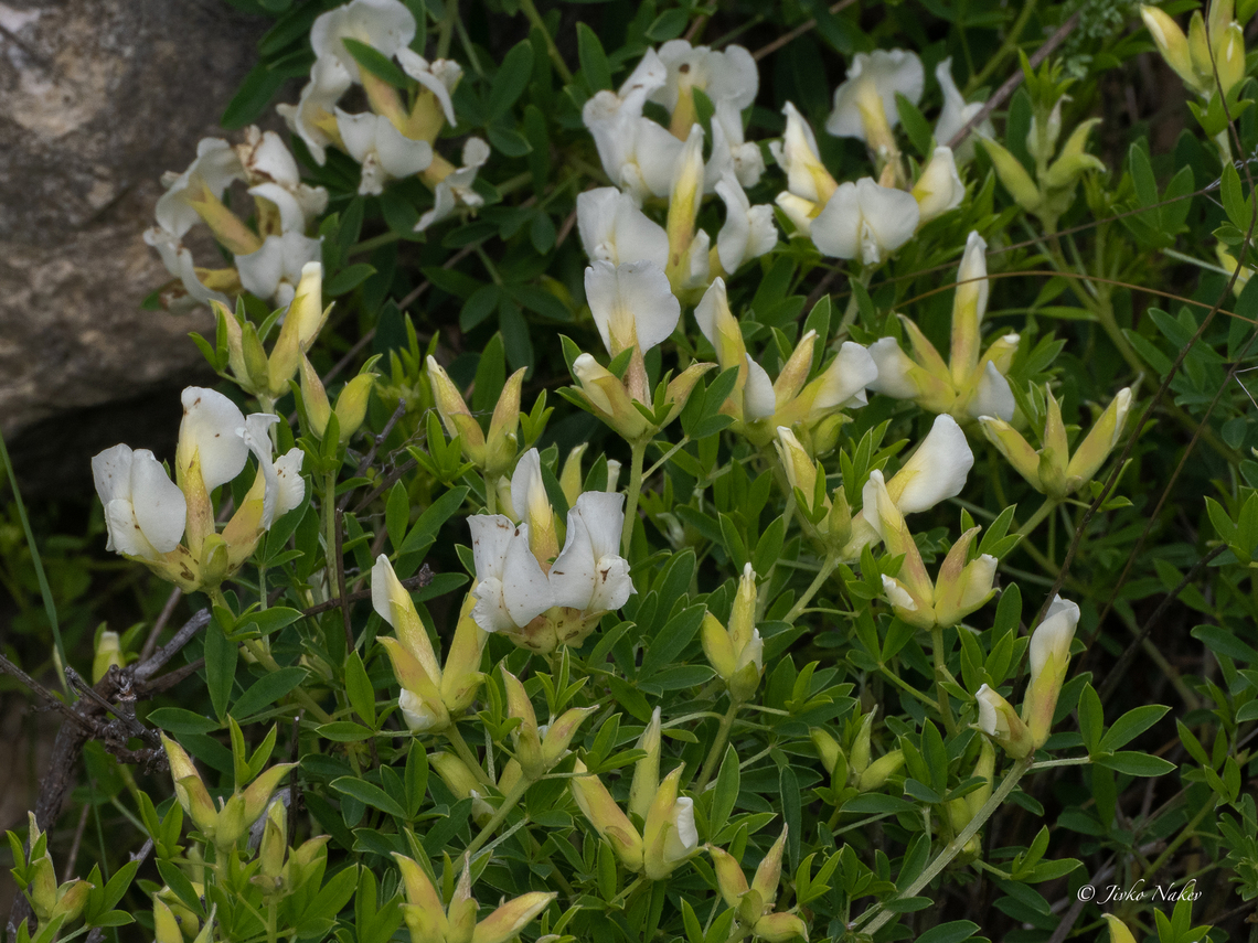 White Spanish broom - Chamaecytisus albus <figure class="photo"><a href="https://www.jungledragon.com/image/156410/white_spanish_broom_-_chamaecytisus_albus.html" title="White Spanish broom - Chamaecytisus albus"><img src="https://s3.amazonaws.com/media.jungledragon.com/images/1332/156410_thumb.jpg?AWSAccessKeyId=05GMT0V3GWVNE7GGM1R2&Expires=1759968010&Signature=dR7Mp35ztR3zMbH3cgvwvP6E5Hw%3D" width="200" height="150" alt="White Spanish broom - Chamaecytisus albus https://www.jungledragon.com/image/156411/white_spanish_broom_-_chamaecytisus_albus.html Bulgaria,Chamaecytisus albus,Eudicot,Fabaceae,Fabales,Flowering Plant,Geotagged,Magnoliophyta,Plantae,Spring,White Spanish broom,Wildlife" /></a></figure> Bulgaria,Chamaecytisus albus,Eudicot,Fabaceae,Fabales,Flowering Plant,Geotagged,Magnoliophyta,Plantae,Spring,White Spanish broom,Wildlife