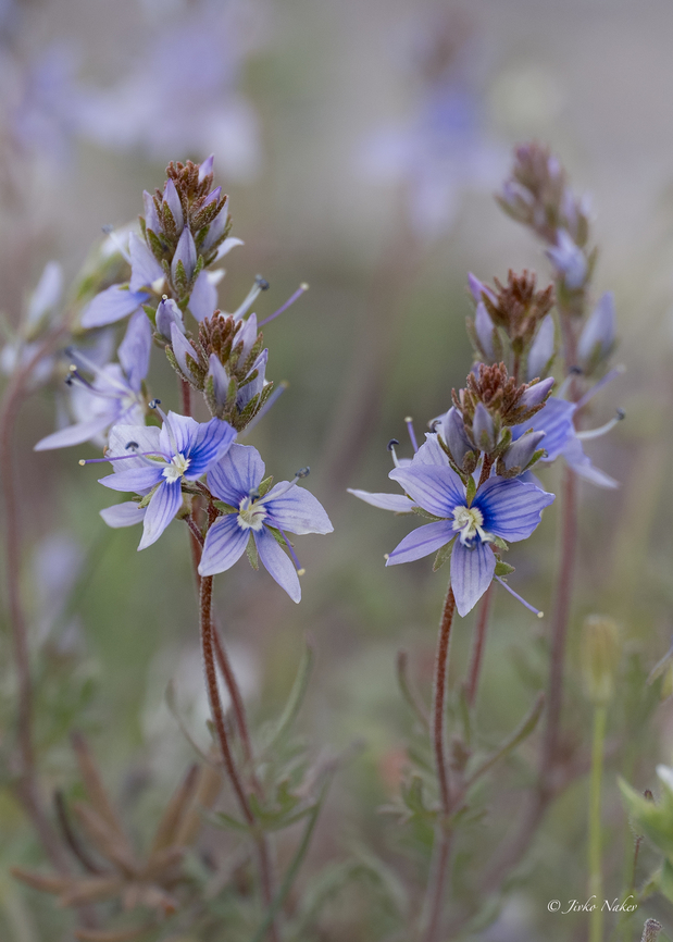 Austrian speedwell - Veronica austriaca  Austrian Speedwell,Bulgaria,Eudicot,Flowering Plant,Geotagged,Lamiales,Magnoliophyta,Plantae,Plantaginaceae,Sakar mountain,Spring,Veronica austriaca,Wildlife