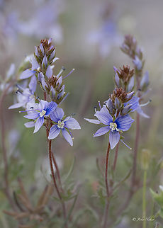 Austrian speedwell - Veronica austriaca  Austrian Speedwell,Bulgaria,Eudicot,Flowering Plant,Geotagged,Lamiales,Magnoliophyta,Plantae,Plantaginaceae,Sakar mountain,Spring,Veronica austriaca,Wildlife