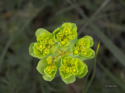 Sun spurge - Euphorbia helioscopia https://www.jungledragon.com/image/156414/sun_spurge_-_euphorbia_helioscopia.html Bulgaria,Eudicot,Euphorbia helioscopia,Euphorbiaceae,Flowering Plant,Geotagged,Magnoliophyta,Malpighiales,Plantae,Sakar mountain,Spring,Sun Spurge,Sun spurge,Wildlife