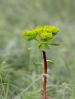 Sun spurge - Euphorbia helioscopia https://www.jungledragon.com/image/156413/sun_spurge_-_euphorbia_helioscopia.html Bulgaria,Eudicot,Euphorbia helioscopia,Euphorbiaceae,Flowering Plant,Geotagged,Magnoliophyta,Malpighiales,Plantae,Sakar mountain,Spring,Sun Spurge,Sun spurge,Wildlife