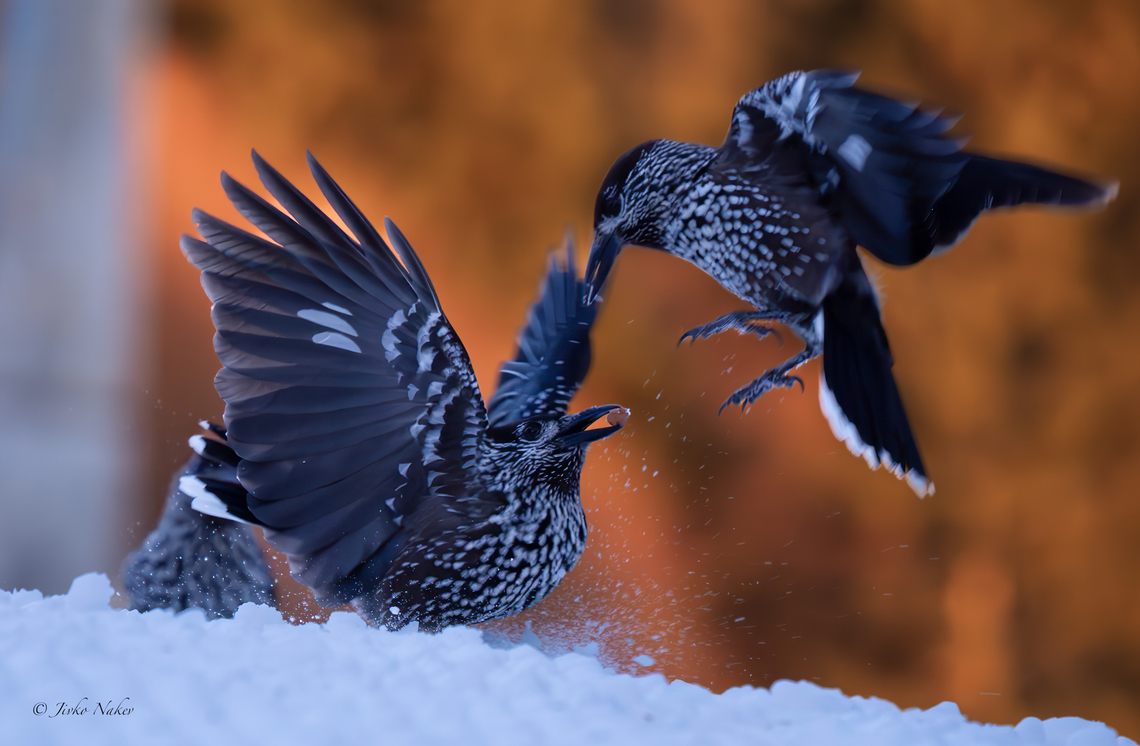 Spotted nutcracker - Nucifraga caryocatactes A photo from my last photo session in 2023 - &quot;Golden Hour&quot; on the morning of 30 Dec. high in the Vitosha Mountains. With it, I wish the entire JungleDragon team, all Contributors and visitors to this wonderful site a Happy New Year 2024!  Animalia,Aves,Bulgaria,Chordata,Corvidae,Europe,Geotagged,Nucifraga caryocatactes,Passeriformes,Passerine,Spotted Nutcracker,Spotted nutcracker,To upload,Vitosha Mountain Nature Park,Wildlife,Winter,ZVero