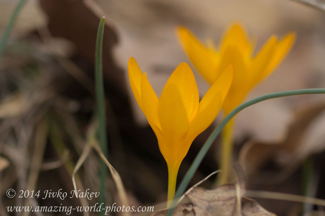 Dutch Yellow Crocus  Bulgaria,Geotagged,autumn,crocus flavus,flower,plants,yellow crocus