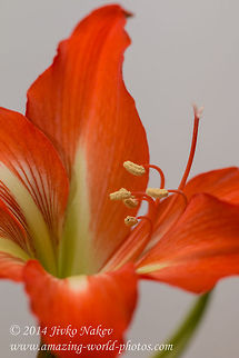Lovely Amaryllis  Bulgaria,Geotagged,Hippeastrum striatum,Winter,amaryllis,flower,hippeastrum striatum,knight's star lily,nature,plant