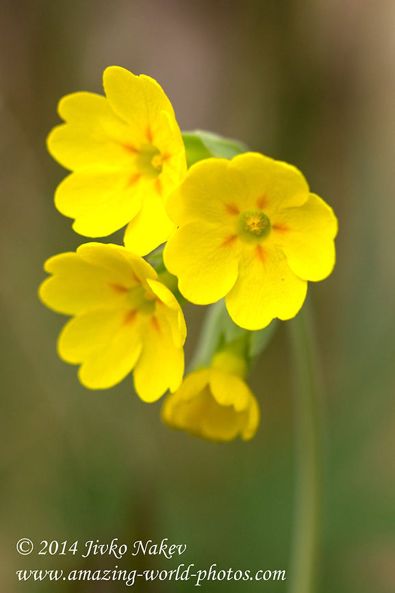Cowslip  Bulgaria,Common cowslip,Geotagged,Primula officinalis,Primula veris,fairy cups,flower,palsywort,plant