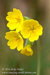 Cowslip  Bulgaria,Common cowslip,Geotagged,Primula officinalis,Primula veris,fairy cups,flower,palsywort,plant