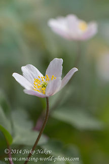 Anemone  Anemone nemorosa,Bulgaria,Geotagged,Wood anemone,anemone,anemone nemorosa,flower,nature,plant,ranunculales,windflower,wood anemone