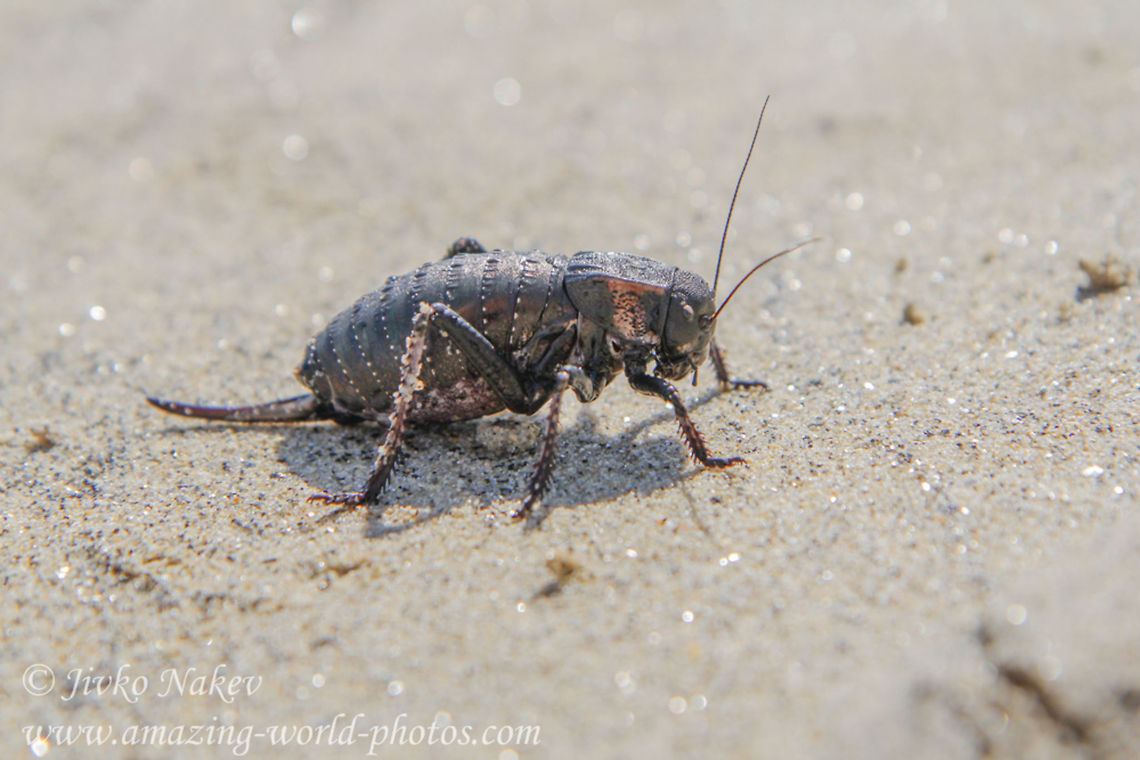 Giant Bradyporid Bushcricket - Bradyporus dasypus Giant Bradyporid Bushcricket - Bradyporus dasypus Bradyporid Bushcricket,Bradyporus dasypus,Geotagged,Giant Bradyporid Bushcricket,Greece,cricket,insect