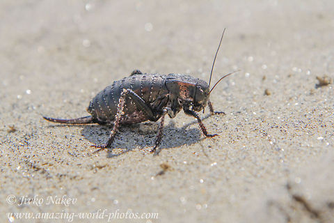 Bradyporid Bushcricket