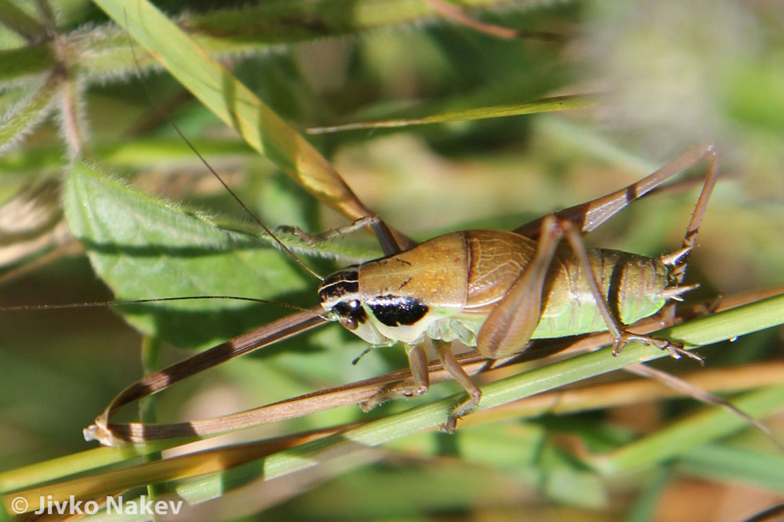 Bush Cricket - Pholidoptera frivaldskyi Male bush cricket - Pholidoptera frivaldskyi Bulgaria,Bush Cricket,Geotagged,Pholidoptera frivaldskyi,insect,katydid