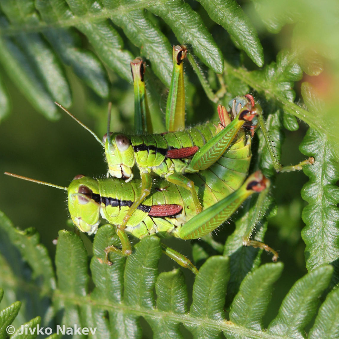 Odontopodisma sp.  Bulgaria,Geotagged,Odontopodisma sp.,Short-horned grasshopper,insect,orthoptera