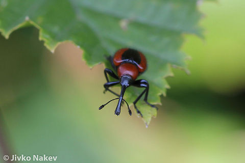 Rose Weevil - Rhynchites hungaricus Rose Weevil - Rhynchites hungaricus Bulgaria,Geotagged,Rhynchites hungaricus,Rose Weevil,Summer,beetle,insect,rose weevil,sheathed wing,weevil