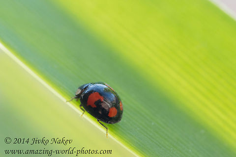 Harlequin Ladybird  Bulgaria,Geotagged,Harlequin ladybird,Harmonia axyridis,beetle,cleoptera,green flower,harlequin,harmonia axyridis,insect,ladybird,nature,spectabilis
