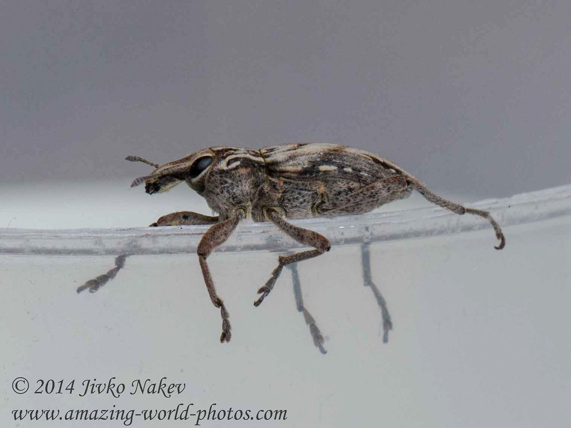 Ground Weevil  Bulgaria,Coniocleonus nigrosuturatus,Coniocleonus pseudobliquus,Geotagged,beetle,ground weevil,insect,plagiographus,sheathed wing,weevil