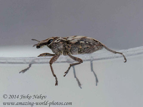 Ground Weevil  Bulgaria,Coniocleonus nigrosuturatus,Coniocleonus pseudobliquus,Geotagged,beetle,ground weevil,insect,plagiographus,sheathed wing,weevil