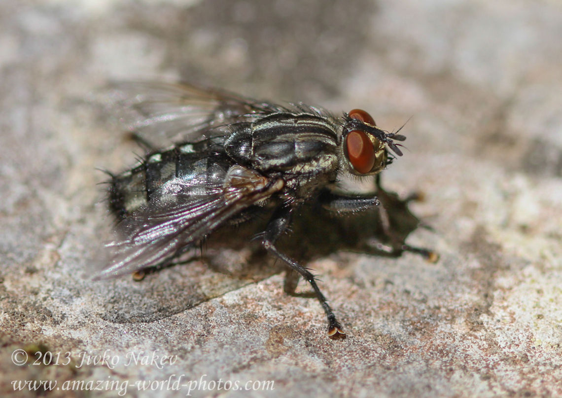 Flesh Fly - Sarcophaga Variegata Flesh Fly - Sarcophaga Variegata Bulgaria,Geotagged,Sarcophaga Variegata,Sarcophaga variegata,Summer,black-white stripes,fleischfliegen,flesh fly,flies,insect