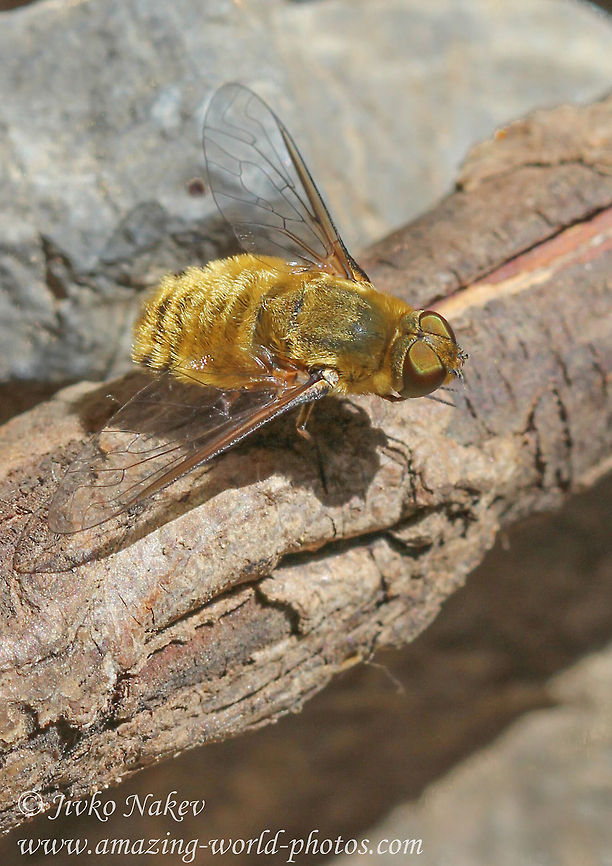 Golden Bee Fly - Anthracinae I couldn't find more exact information for this specie. I guess the Genus is Villa. Villa modesta??? Anthracinae,Bulgaria,Geotagged,Golden Bee Fly,flies,insect