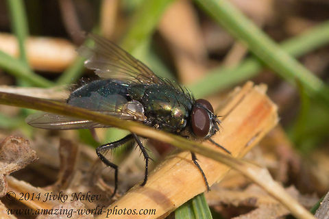 Blowfly  Bulgaria,Common green bottle fly,Geotagged,Lucilia sericata,blowfly,calliphoridae,cluster flies,greenbottle,insect,lucilia sericata,metallic color