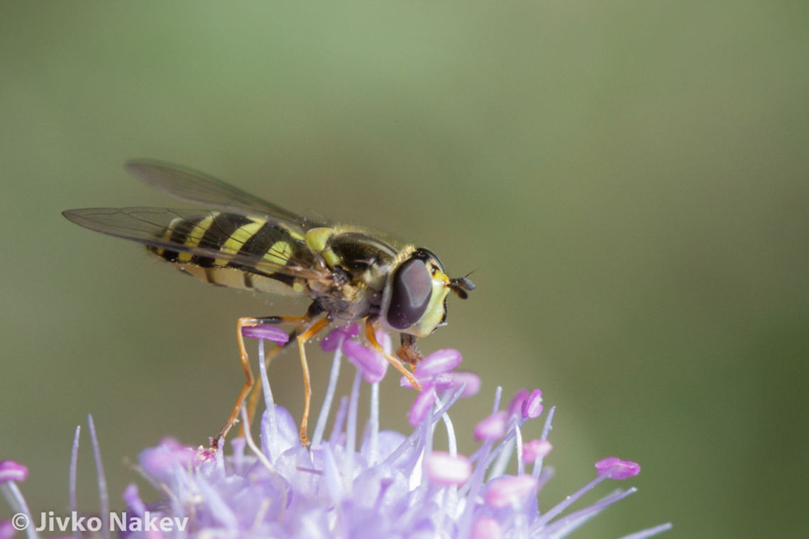 Hoverefly - Syrphus vitripennis Hoverefly - Syrphus vitripennis Bulgaria,Geotagged,Syrphus vitripennis,diptera,fliegen,fly,hoverfly,insect,striped,tongue,yellow