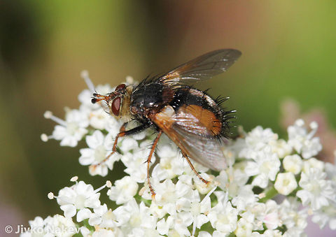 Tachina fera - Parasitoid Fly Tachina fera - Parasitoid Fly Bulgaria,Geotagged,Tachina Fera,Tachina fera,insect,prasitoid fly,tachina fera,true fly