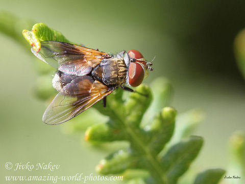 Big eyed fly Big eyed fly - Thahinid, Ectophasia sp. Bulgaria,Ectophasia oblonga,Geotagged,big eyes,compound eye,flies,fly,insect