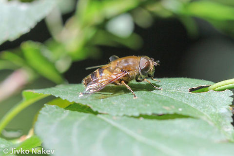 Hoverfly - Eristalis horticola Hoverfly - Eristalis horticola Bulgaria,Eristalis horticola,Geotagged,diptera,eristalis horticola,fliegen,flies,hoverfly,insect