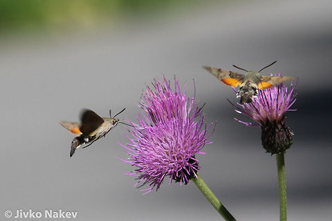 Hummingbird Hawk-moth - Macroglossum stellatarum Hummingbird Hawk-moth - Macroglossum stellatarum Bulgaria,Geotagged,Macroglossum stellatarum