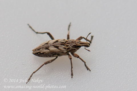 Ground Weevil Coniocleonus nigrosuturatus (Goeze 1777) Bulgaria,Coniocleonus nigrosuturatus,Coniocleonus pseudobliquus,Geotagged,beetle,ground weevil,insect,plagiographus,sheathed wing,weevil