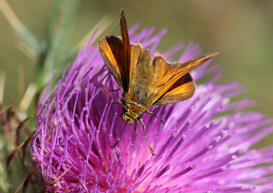 Large Skipper - Ochlodes sylvanus Large Skipper - Ochlodes sylvanus Bulgaria,Geotagged,Large Skipper,Ochlodes sylvanus,butterfly,insect,skipper,thymelicus sylvestris
