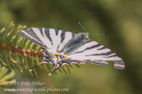Scarce Swallowtail Butterfly  Bulgaria,Geotagged,Iphiclides podalirius,Scarce Swallowtail,butterfly,insect,lepidoptera,nature,scarce swallowtail