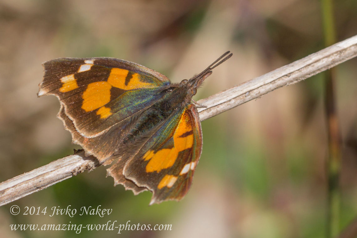 European Beak Butterfly  Bulgaria,European Beak,Geotagged,Libythea celtis,european beak,insect,lepidoptera,nature,nettle tree butterfly