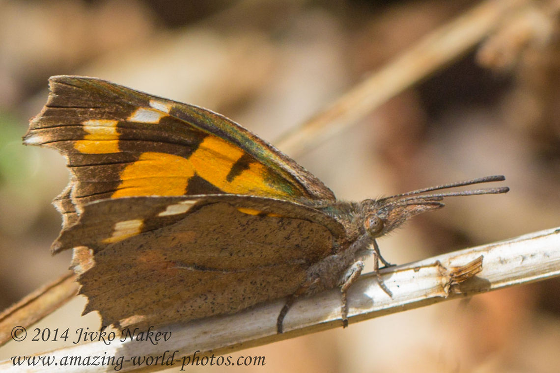 European Beak Butterfly  Bulgaria,European Beak,Geotagged,Libythea celtis,european beak,insect,lepidoptera,nature,nettle tree butterfly