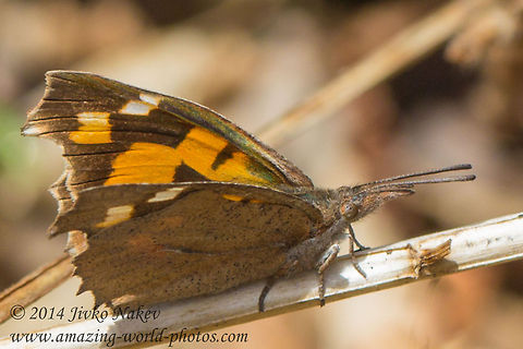 European Beak Butterfly  Bulgaria,European Beak,Geotagged,Libythea celtis,european beak,insect,lepidoptera,nature,nettle tree butterfly