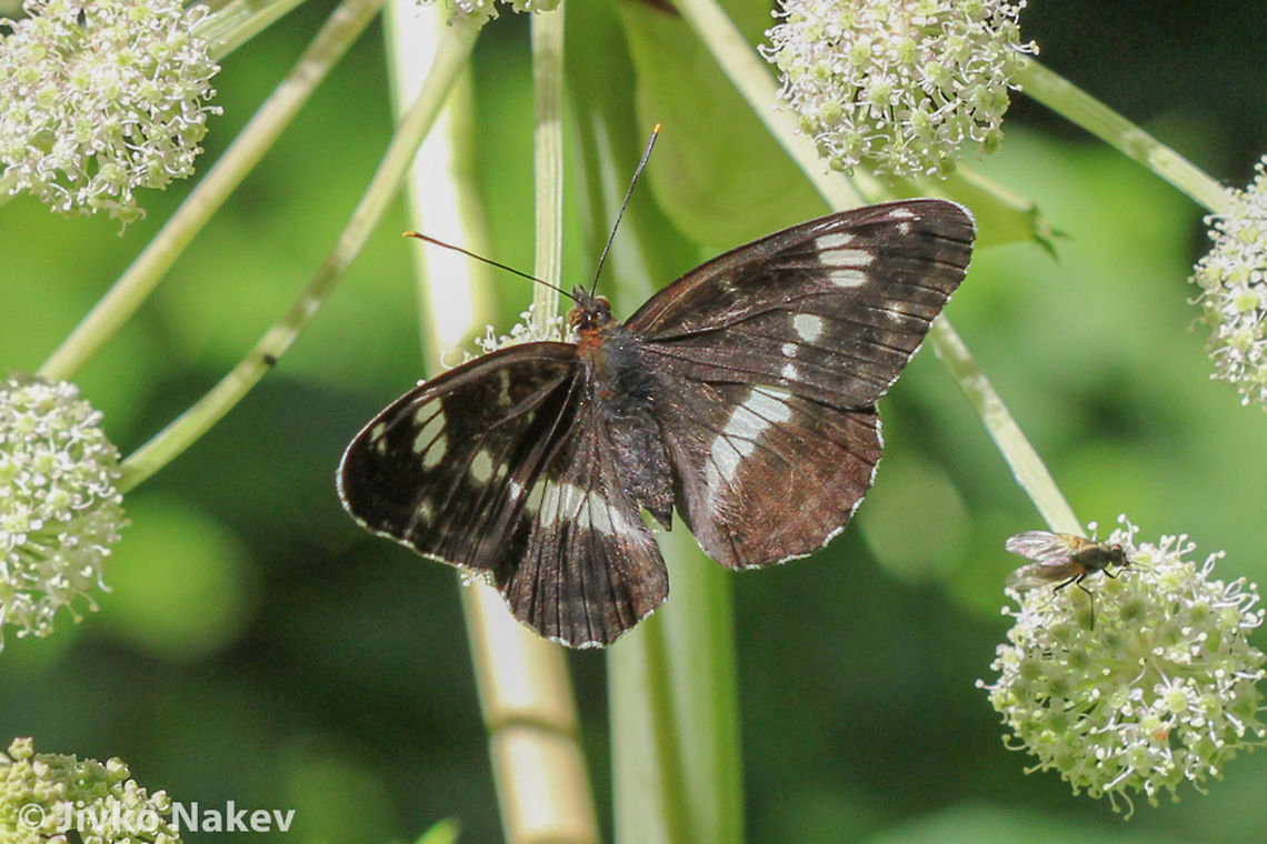 White Admiral Butterfly - Limenitis camilla White Admiral Butterfly - Limenitis camilla Bulgaria,Geotagged,Limenitis camilla,White Admiral,butterfly,insect,lepidoptera,papillon,schmetterling,пеперуда