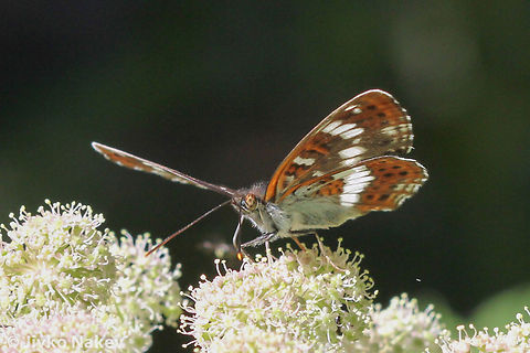 White Admiral Butterfly - Limenitis camilla White Admiral Butterfly - Limenitis camilla Bulgaria,Geotagged,Limenitis camilla,White Admiral,butterfly,insect,lepidoptera,papillon,schmetterling,пеперуда