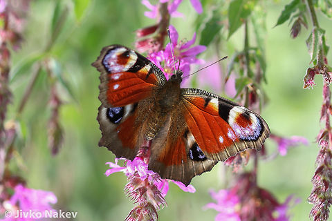 European Peacock Butterfly - Nymphalis io European Peacock Butterfly - Nymphalis io Bulgaria,European Peacock,Geotagged,Inachis io,Nymphalis io,butterfly,insect,lepidoptera,papillon,schmetterling,пеперуда