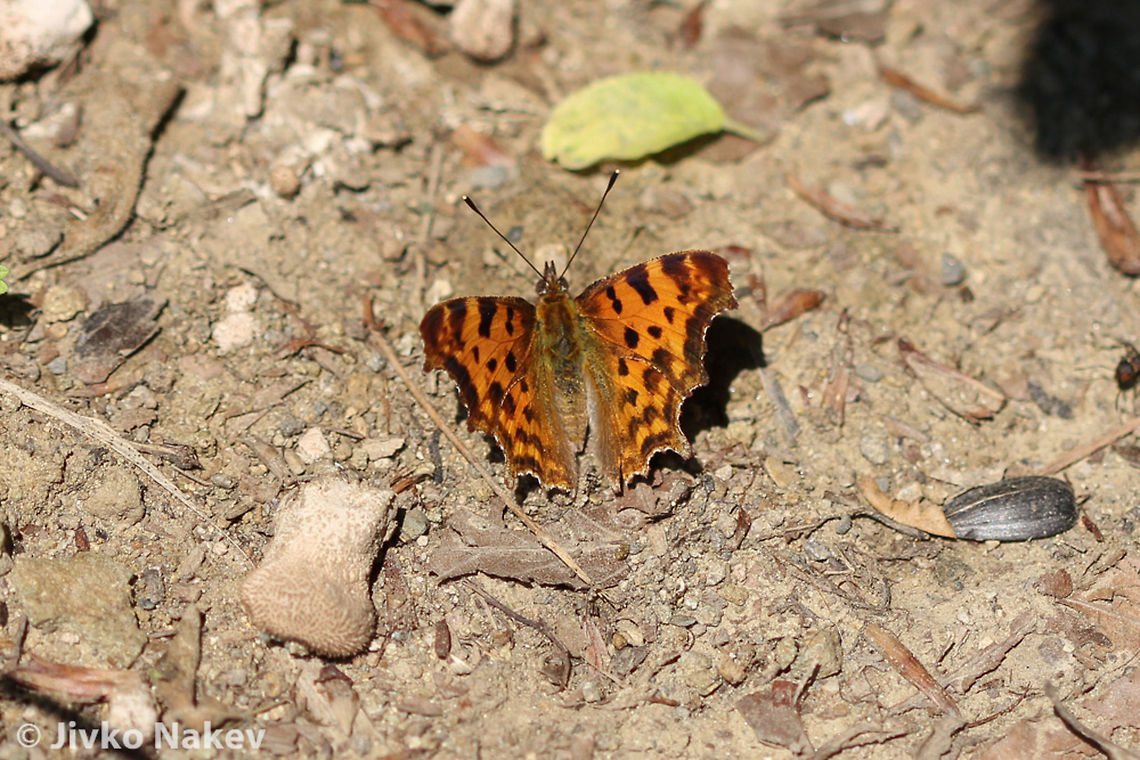 The Comma Butterfly - Nymphalis c-album The Comma Butterfly - Nymphalis c-album Bulgaria,Geotagged,Nymphalis c-album,Polygonia,The Comma Butterfly,insect,lepidoptera,papillon,schmetterling,пеперуда