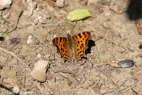 The Comma Butterfly - Nymphalis c-album The Comma Butterfly - Nymphalis c-album Bulgaria,Geotagged,Nymphalis c-album,Polygonia,The Comma Butterfly,insect,lepidoptera,papillon,schmetterling,пеперуда